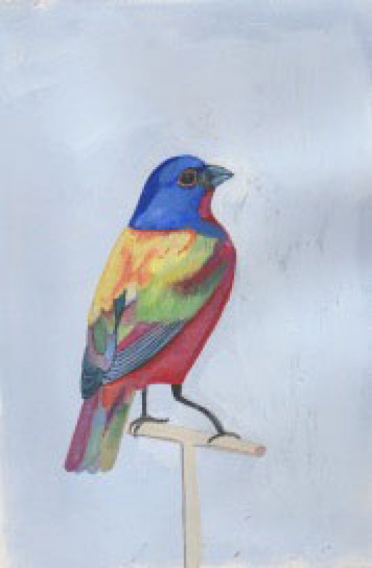 Painted Bunting by Daisy Clarke