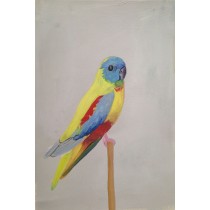 Parrot by Daisy Clarke