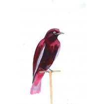 Crimson Bird by Daisy Clarke