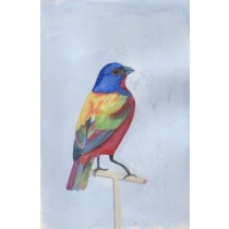 Painted Bunting by Daisy Clarke