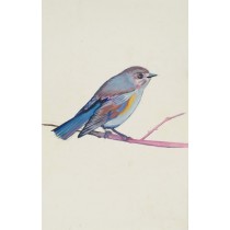 Red Flanked Blue Bird by Daisy Clarke