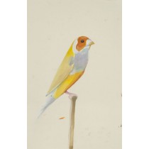 Yellow Canary by Daisy Clarke